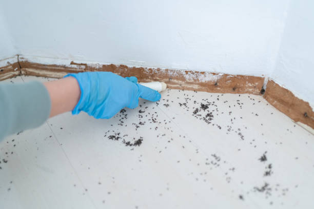 Best Termite Inspection and Treatment  in Lyons, NJ